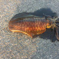 謹賀新年あけましておめでとうございます