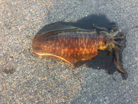 謹賀新年あけましておめでとうございます