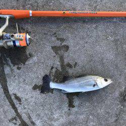 初釣りはイマイチ