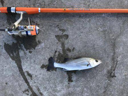 初釣りはイマイチ