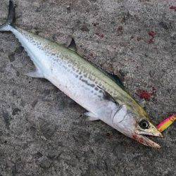 サゴシ 日和 新宮港にて