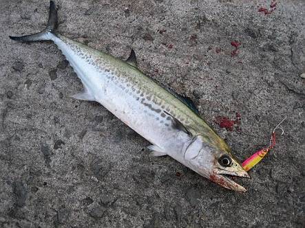 サゴシ 日和 新宮港にて