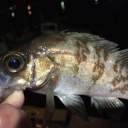 今年初のメバリング