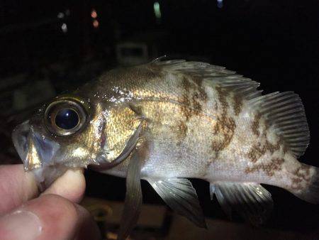 今年初のメバリング