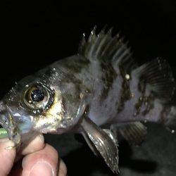 貧果なメバリング