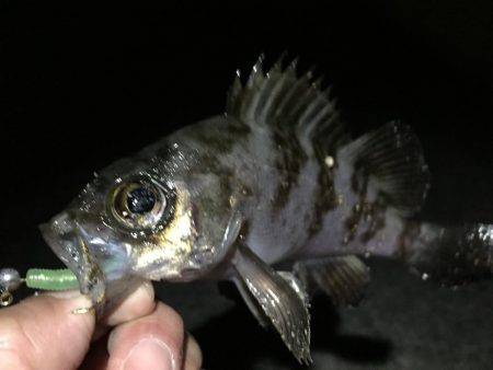 貧果なメバリング