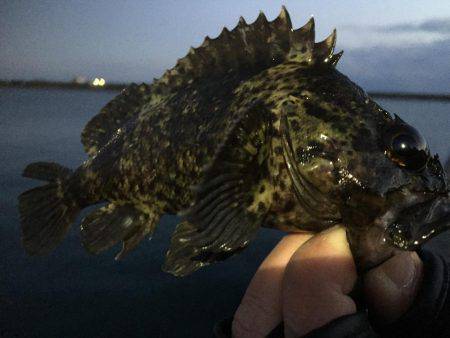 遠征！メバル調査(^.^)