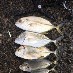 雨の中のメッキ釣り