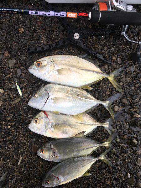雨の中のメッキ釣り
