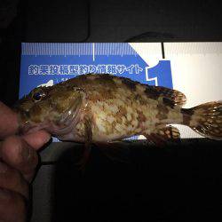 キワガシラ(^.^)