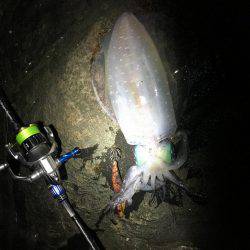 夕まずめエギング