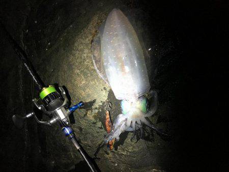 夕まずめエギング