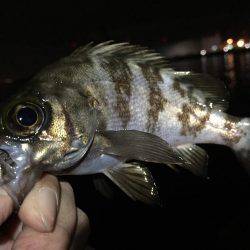 寒くもなくメバリング(^.^)