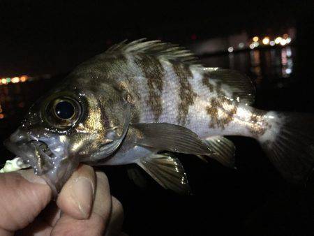 寒くもなくメバリング(^.^)