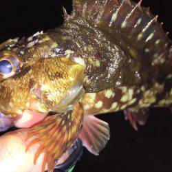 寒すぎてメバリング断念(>_<)