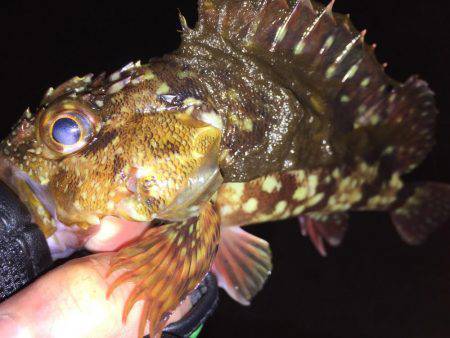 寒すぎてメバリング断念(>_<…