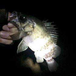 北淡エリア〜岩屋メバリング