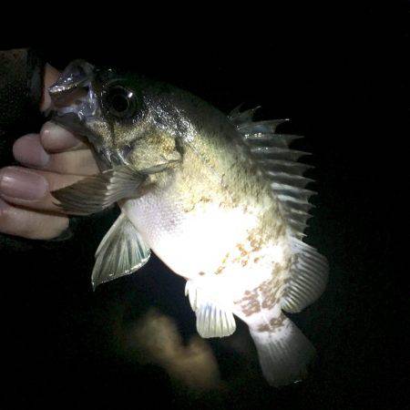 北淡エリア〜岩屋メバリング