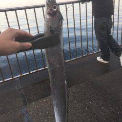 釣り始めタチウオ