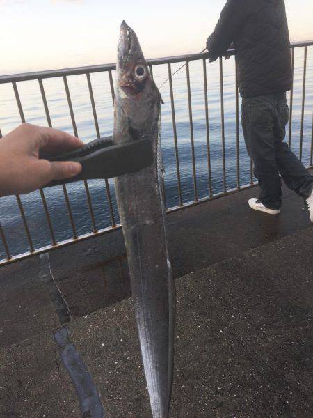 釣り始めタチウオ