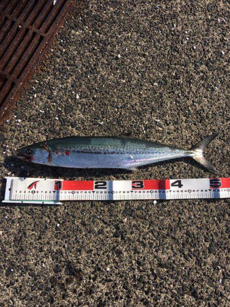 初釣りサゴシ