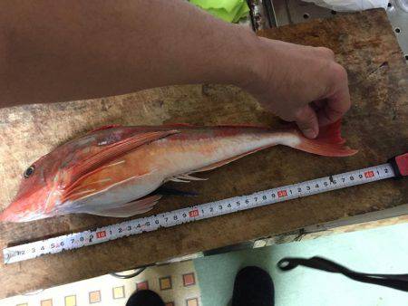 今日はホウボウ