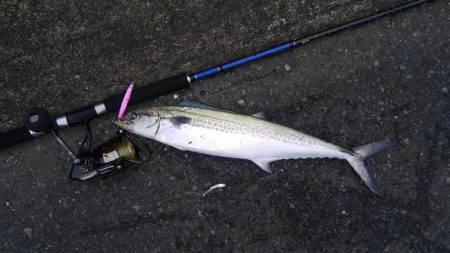 やっと釣れたー