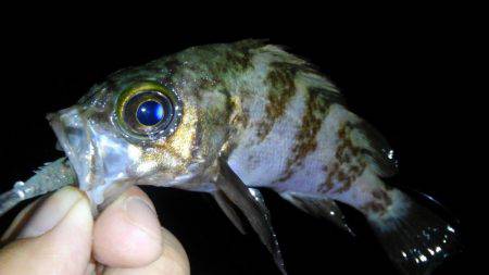 癒し系のナイトメバル♪