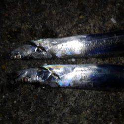 初釣で太刀魚からの青物狙い