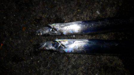 初釣で太刀魚からの青物狙い