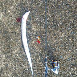 西宮ケーソンやっと太刀魚釣れました。