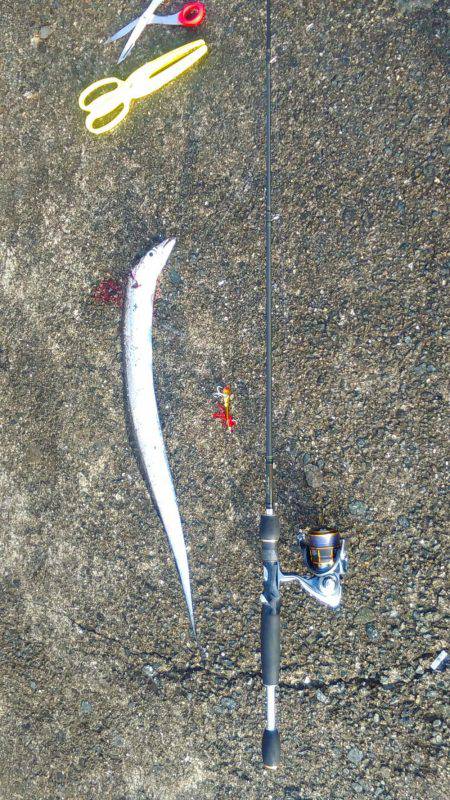 西宮ケーソンやっと太刀魚釣れました。