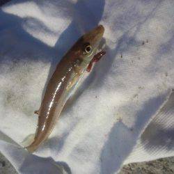 初釣りはちょい投げ