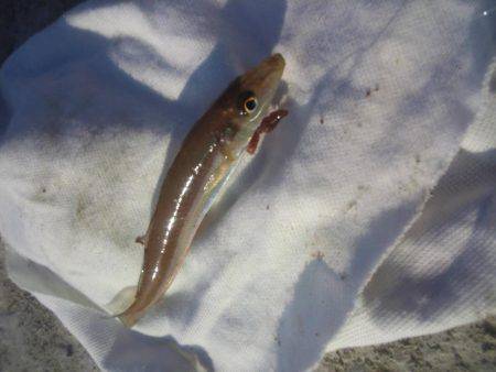 初釣りはちょい投げ