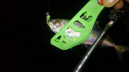 さんがにちアジング