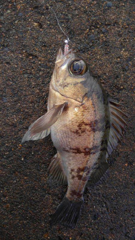 ミップル様周辺にて(笑)。