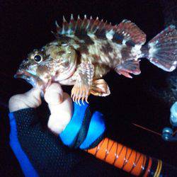 チヌ狙うもガシラのみ