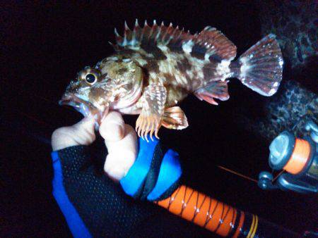 チヌ狙うもガシラのみ