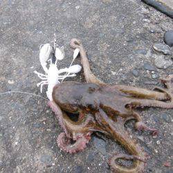 冬タコのわりに小ぶりです