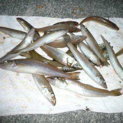 初釣行でダブル、トリプルと最高の釣果でした