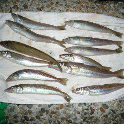 まだ釣れる東二見人工島のキス