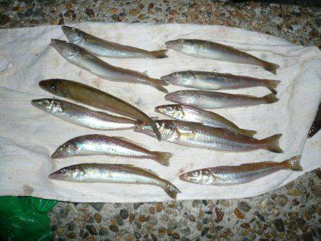 まだ釣れる東二見人工島のキス