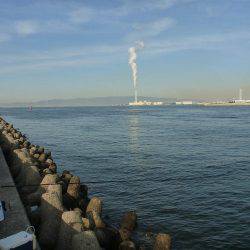 エビ撒き チヌ・ハネ好釣!!