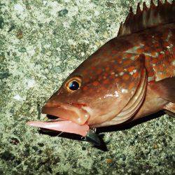 初心者から上級者までフィールドを選ばず遊べる！ロックフィッシュゲーム入門