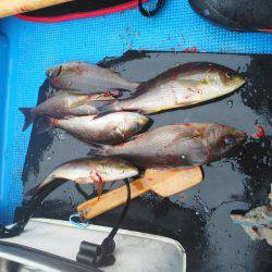 こんなん出ました・・・グレ・・サンコ・・・