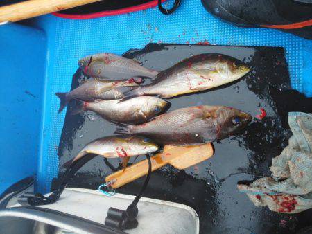 こんなん出ました・・・グレ・・サンコ・・・…