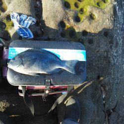 こんなん出ました・・・グレ