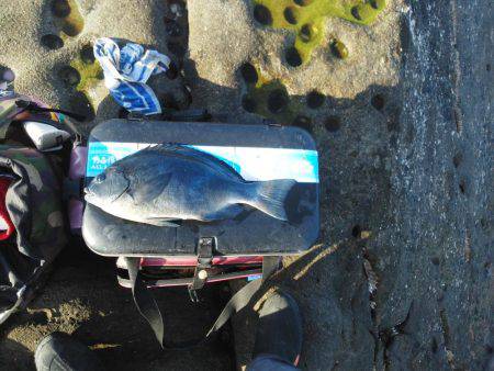 こんなん出ました・・・グレ