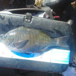 こんなん出ました・・・グレ