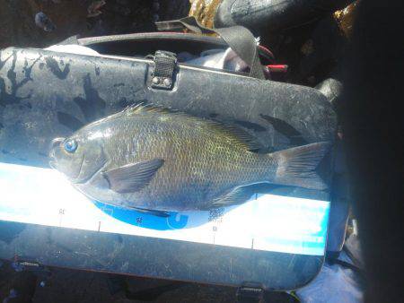 こんなん出ました・・・グレ